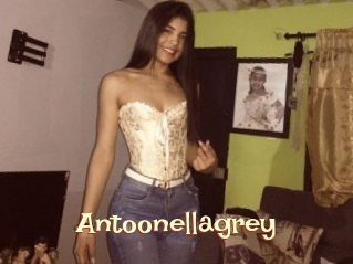 Antoonellagrey