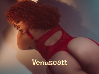 Venuscatt